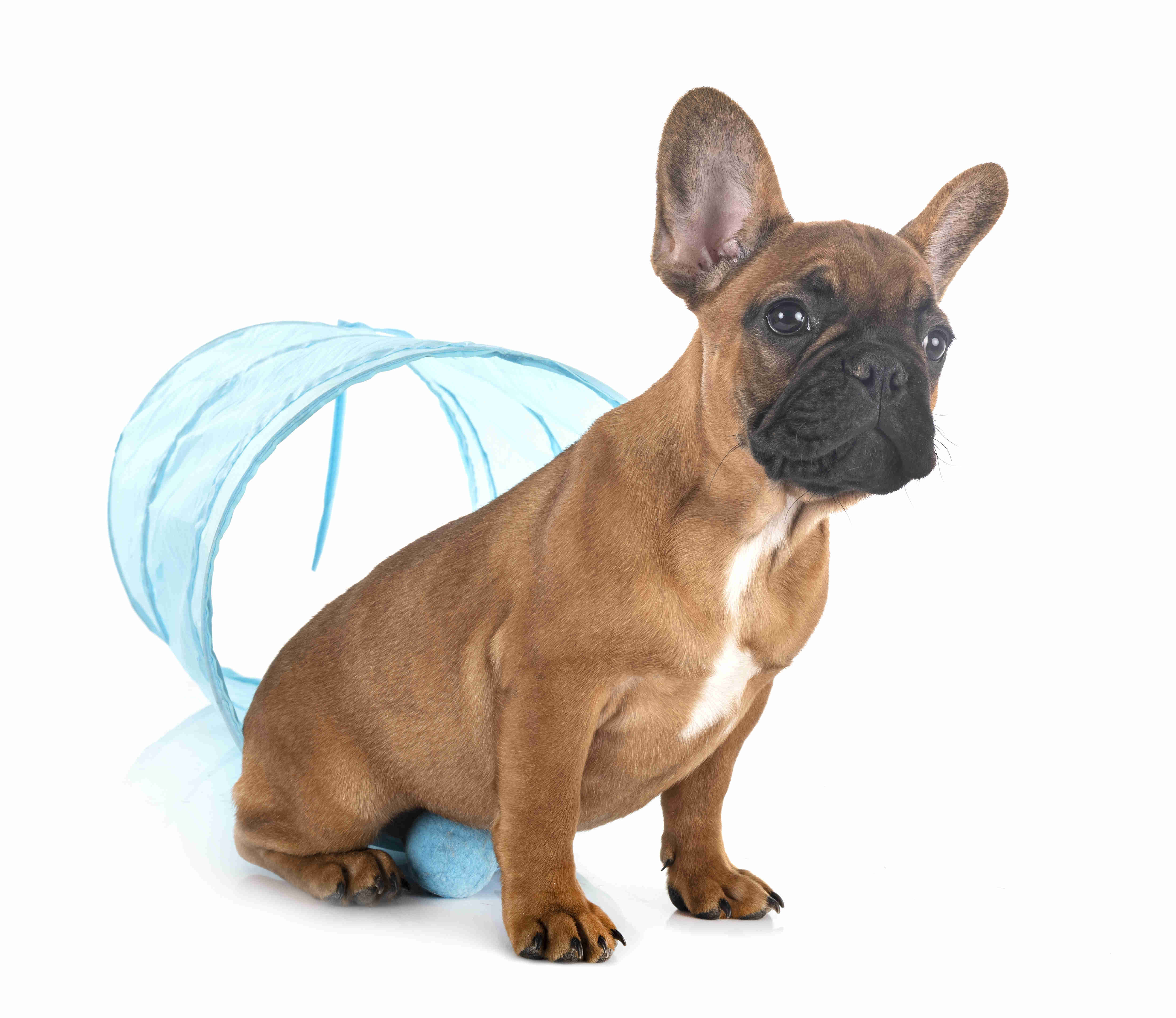 When Do French Bulldog Puppies Reach Their Full Size? A Guide to Growth and Development
